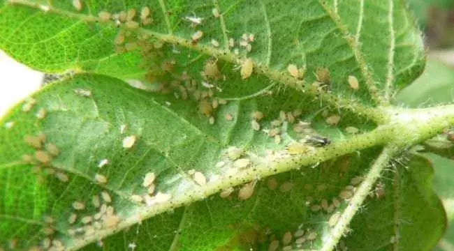 蚜虫的生物防治方法