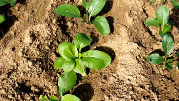 种白菜的方法 白菜种植技术