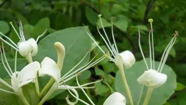 金银花的栽培技术 金银花种子怎么种