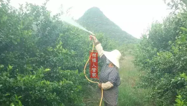 12个月沃柑种植技术与管理方法全集