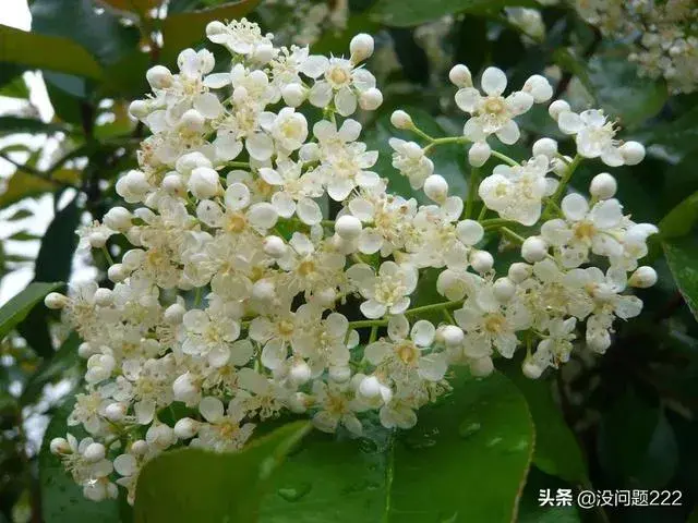 石楠树会开花吗？