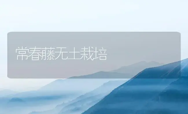 常春藤无土栽培 | 植物知识