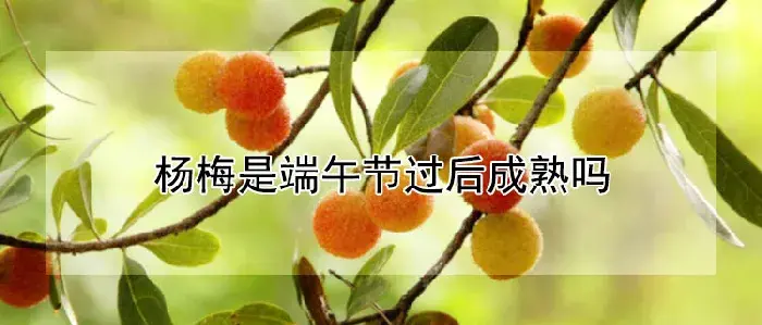 杨梅是端午节过后成熟吗