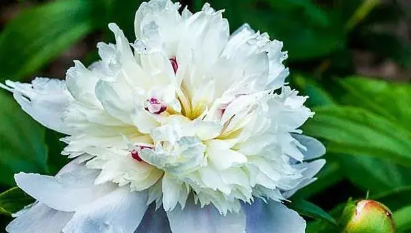 种白芍栽培采收技巧