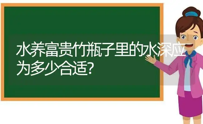 水养富贵竹瓶子里的水深应为多少合适？ | 植物问答