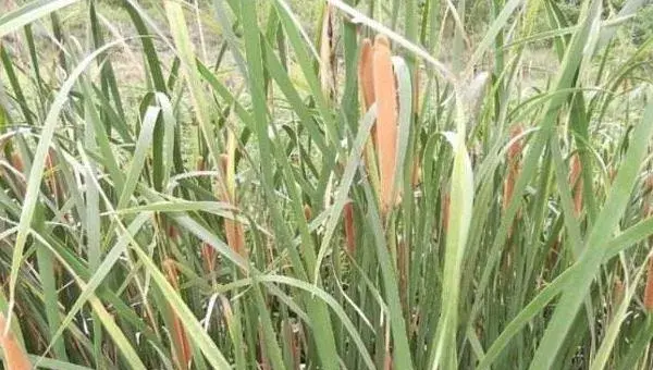 蒲黄种植技术，3至6月种植，土壤需保持湿润