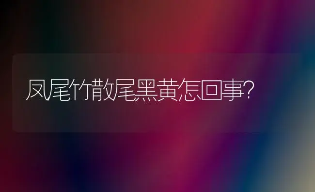 凤尾竹散尾黑黄怎回事？ | 植物问答