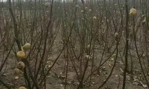 板栗树冬季冻害预防措施