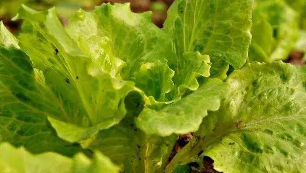 生菜种植时间，四季都可以种