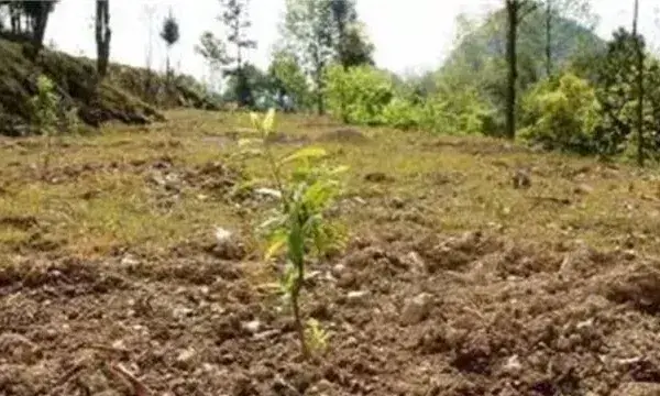 脆红李栽培管理注意什么