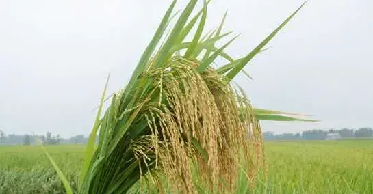 2017种水稻赚钱吗？2017水稻种植前景及市场价格行情分析