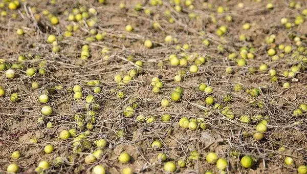 马泡瓜亩产多少斤 马泡瓜种植几年才结果