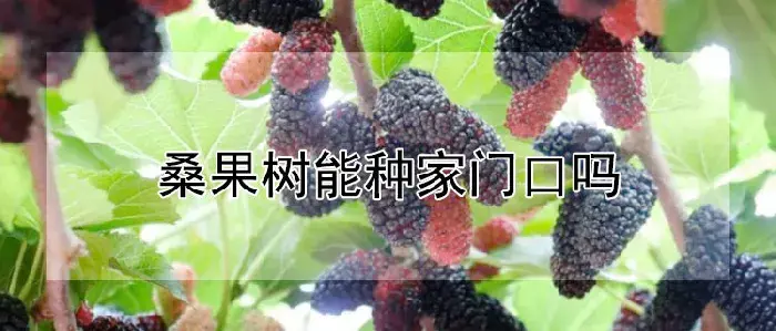 桑果树能种家门口吗