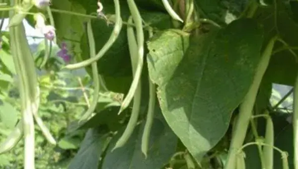 2018种芸豆赚钱吗？芸豆种植的利润与投资成本及前景预测