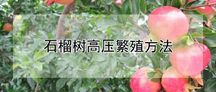 石榴树高压繁殖方法