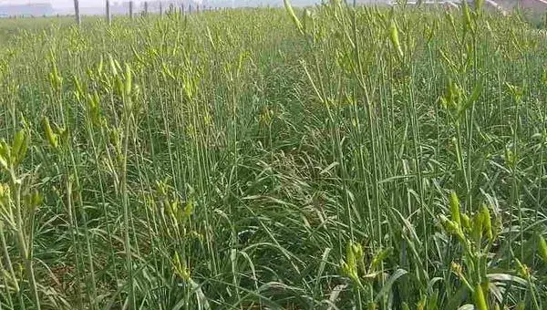 黄花菜种植技术黄花菜怎么种植