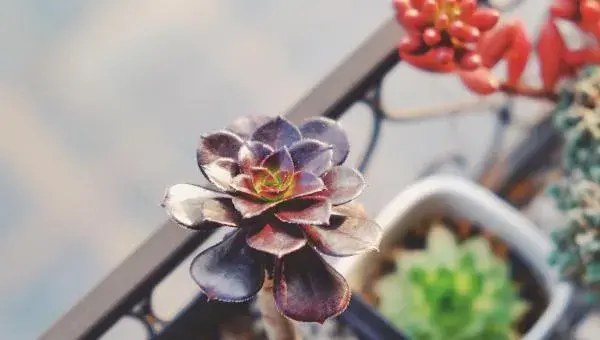 黑法师的养殖方法与注意事项 黑法师养殖注意事项