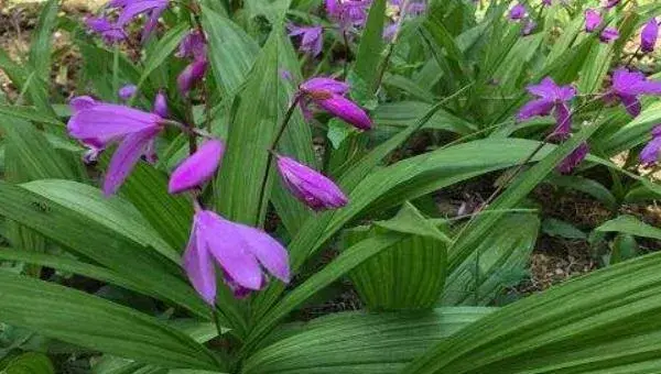 白芨种植一亩成本价多少 白芨种植效益如何