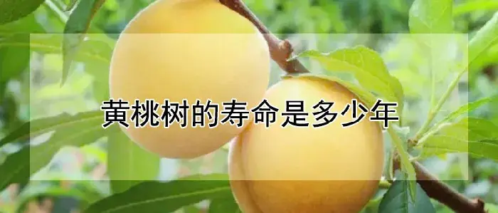 黄桃树的寿命是多少年