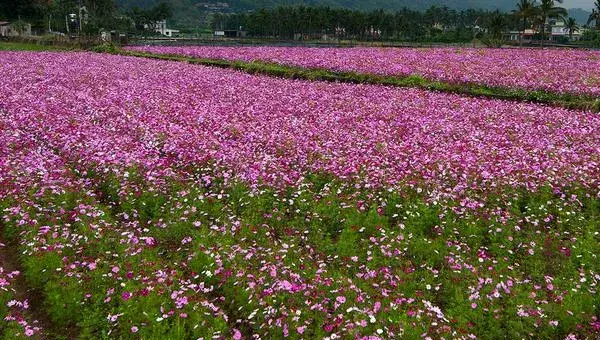 波斯菊什么时候播种（几月） 波斯菊怎么摘心（图解方法）