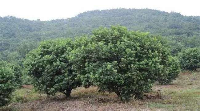 乌梅种植技术及注意事项