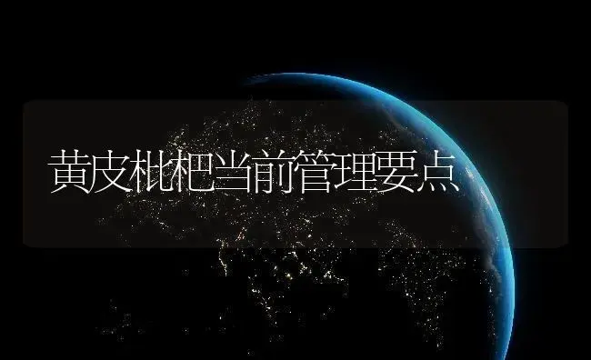黄皮枇杷当前管理要点 | 植物百科
