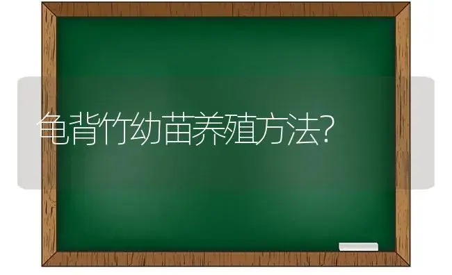 买文竹配的绿色药水怎么用？ | 植物问答