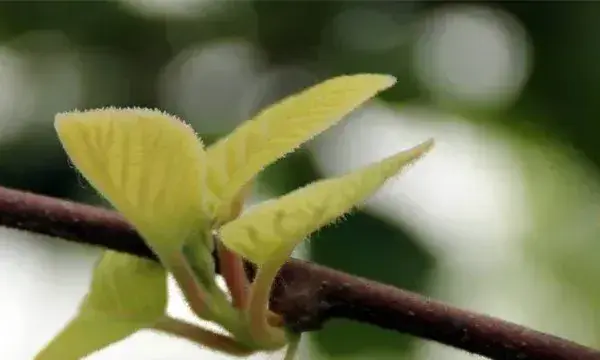 猕猴桃各个阶段管理要点