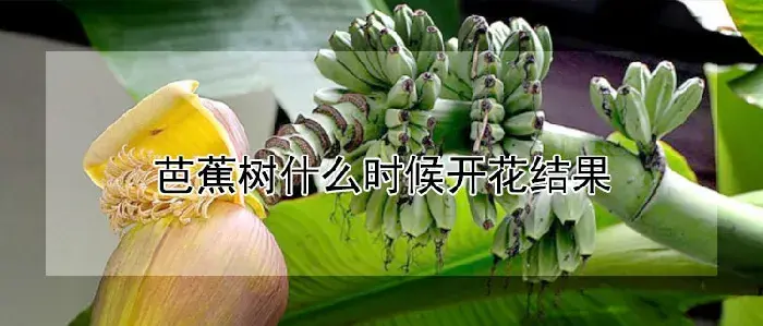 芭蕉树什么时候开花结果