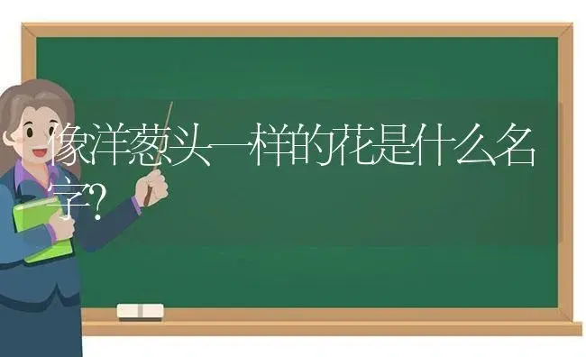 像洋葱头一样的花是什么名字？ | 植物问答