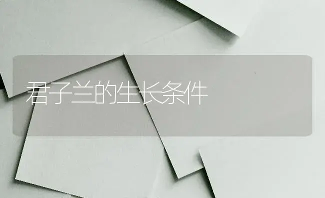 君子兰的生长条件 | 植物知识
