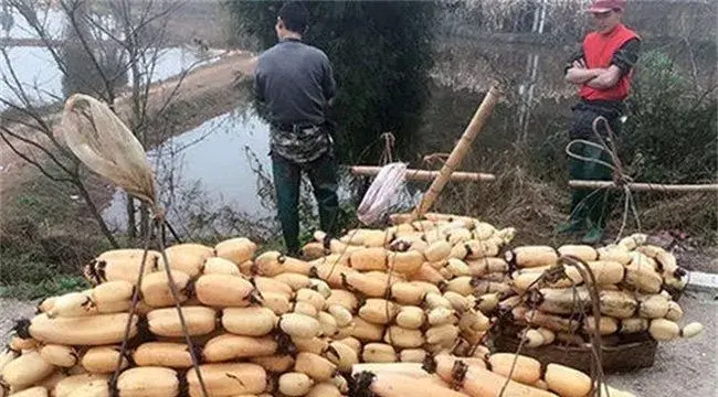 莲藕的高产种植技术注意什么
