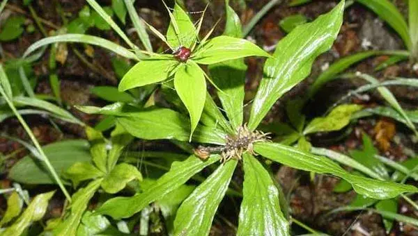 种植重楼赚钱吗 重楼市场前景 重楼种植效益分析