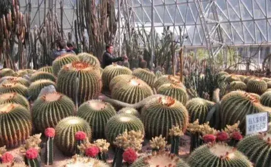 仙人球种子能保存多久