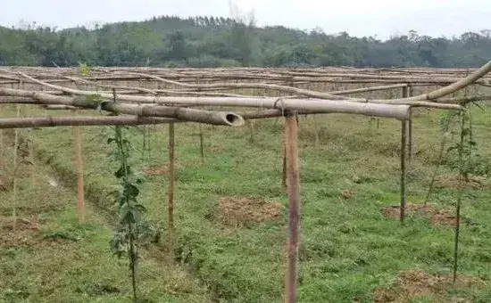 何时种植百香果，附种植技术