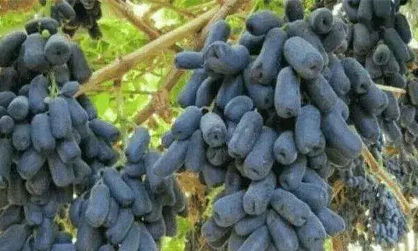 蓝宝石葡萄优缺是什么值得种吗