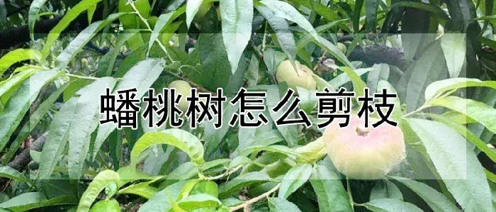 蟠桃树怎么剪枝