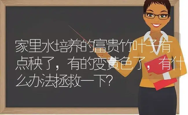 家里水培养的富贵竹叶子有点秧了，有的变黄色了，有什么办法拯救一下？ | 植物问答