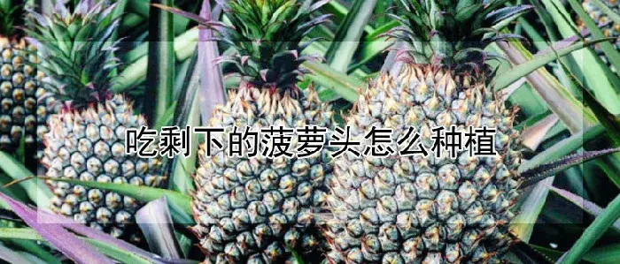 吃剩下的菠萝头怎么种植