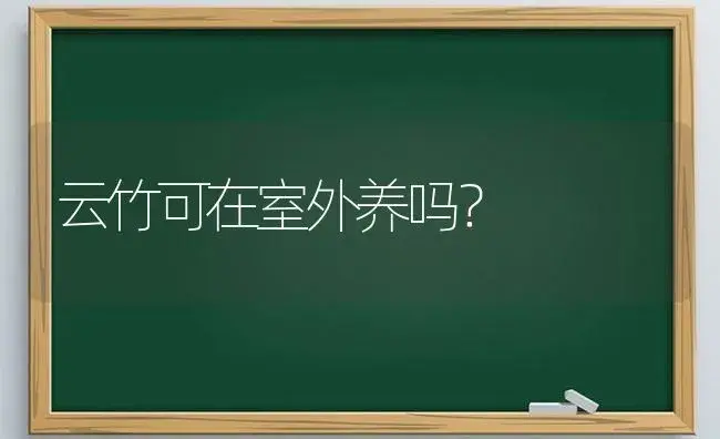 云竹可在室外养吗？ | 植物问答