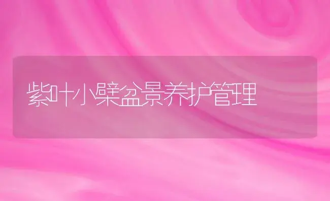 紫叶小檗盆景养护管理 | 植物科普