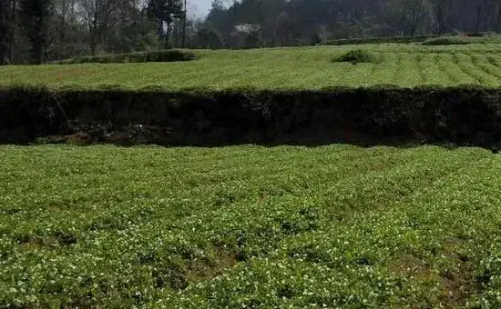 太子参种植技术与栽培管理，可块茎繁殖和种子繁殖