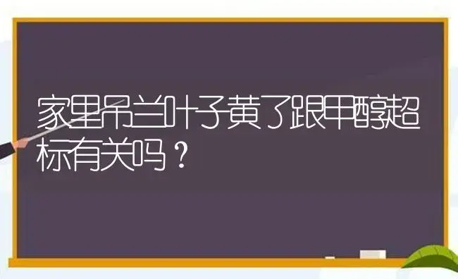 家里吊兰叶子黄了跟甲醇超标有关吗？ | 植物问答