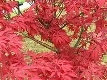 冬季红枫种植的防冻要点