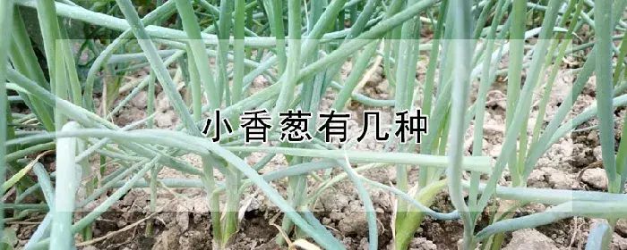 小香葱有几种