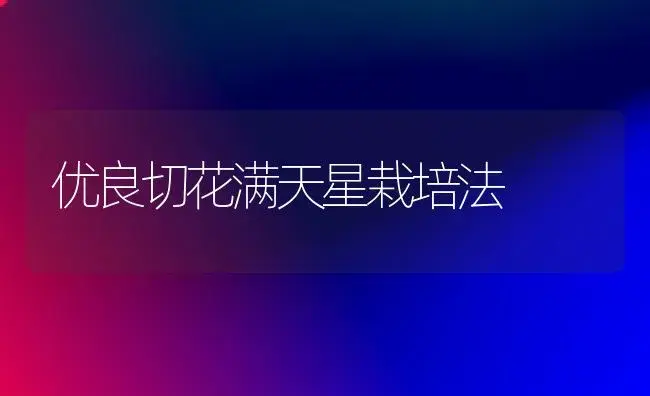 优良切花满天星栽培法 | 植物知识