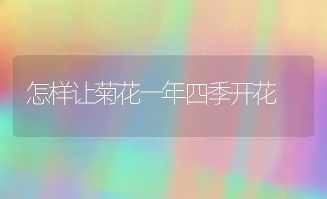 怎样让菊花一年四季开花 | 植物科普