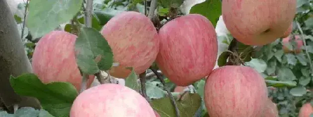 三唑锡的作用和用法要求