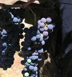 红葡萄品种--智利Carmenere葡萄