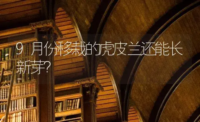 9月份移栽的虎皮兰还能长新芽？ | 植物问答